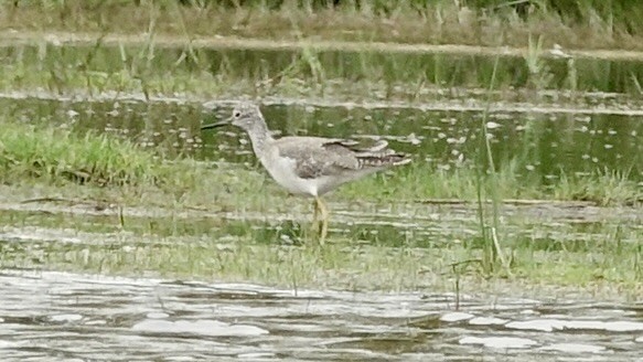 Greater Yellowlegs - ML518165211