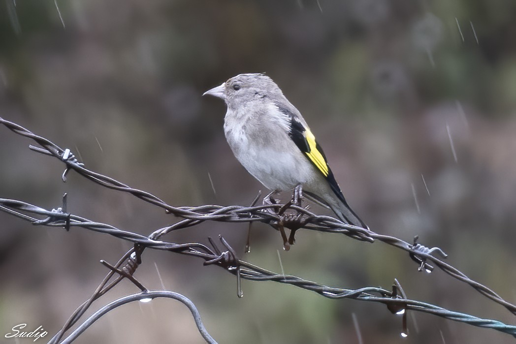 European Goldfinch - ML518165231