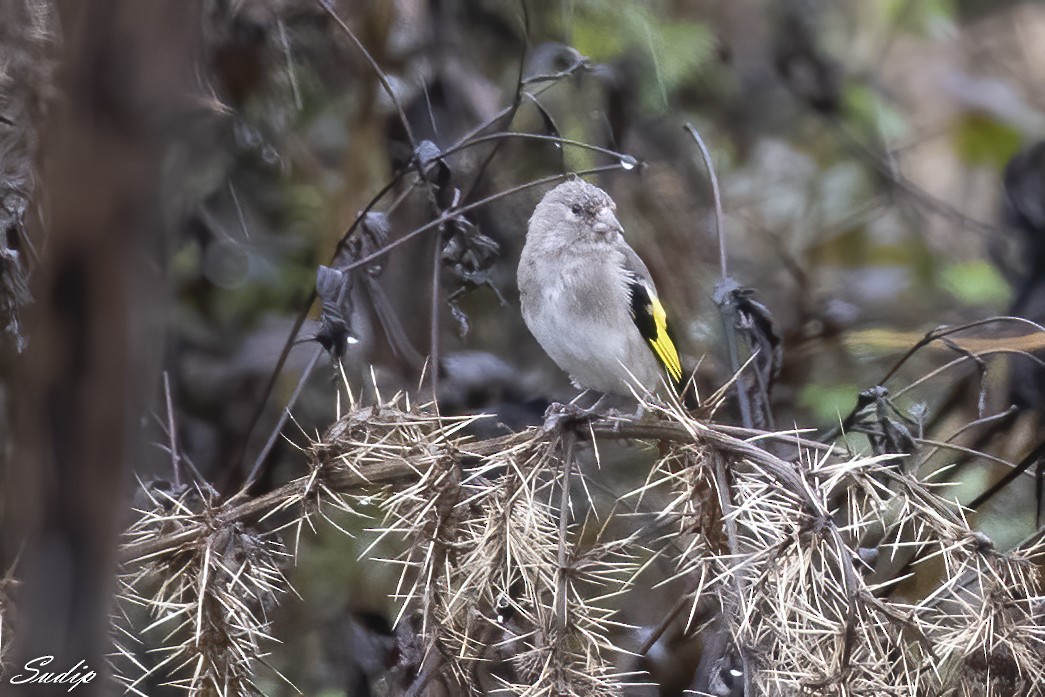 European Goldfinch - ML518165241