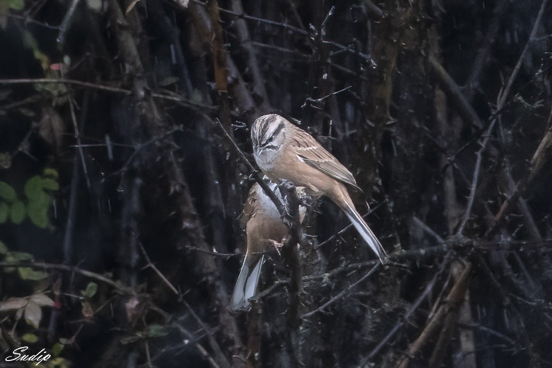 Rock Bunting - ML518165311