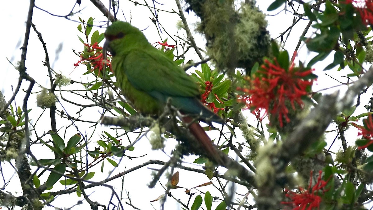 Slender-billed Parakeet - ML518165681