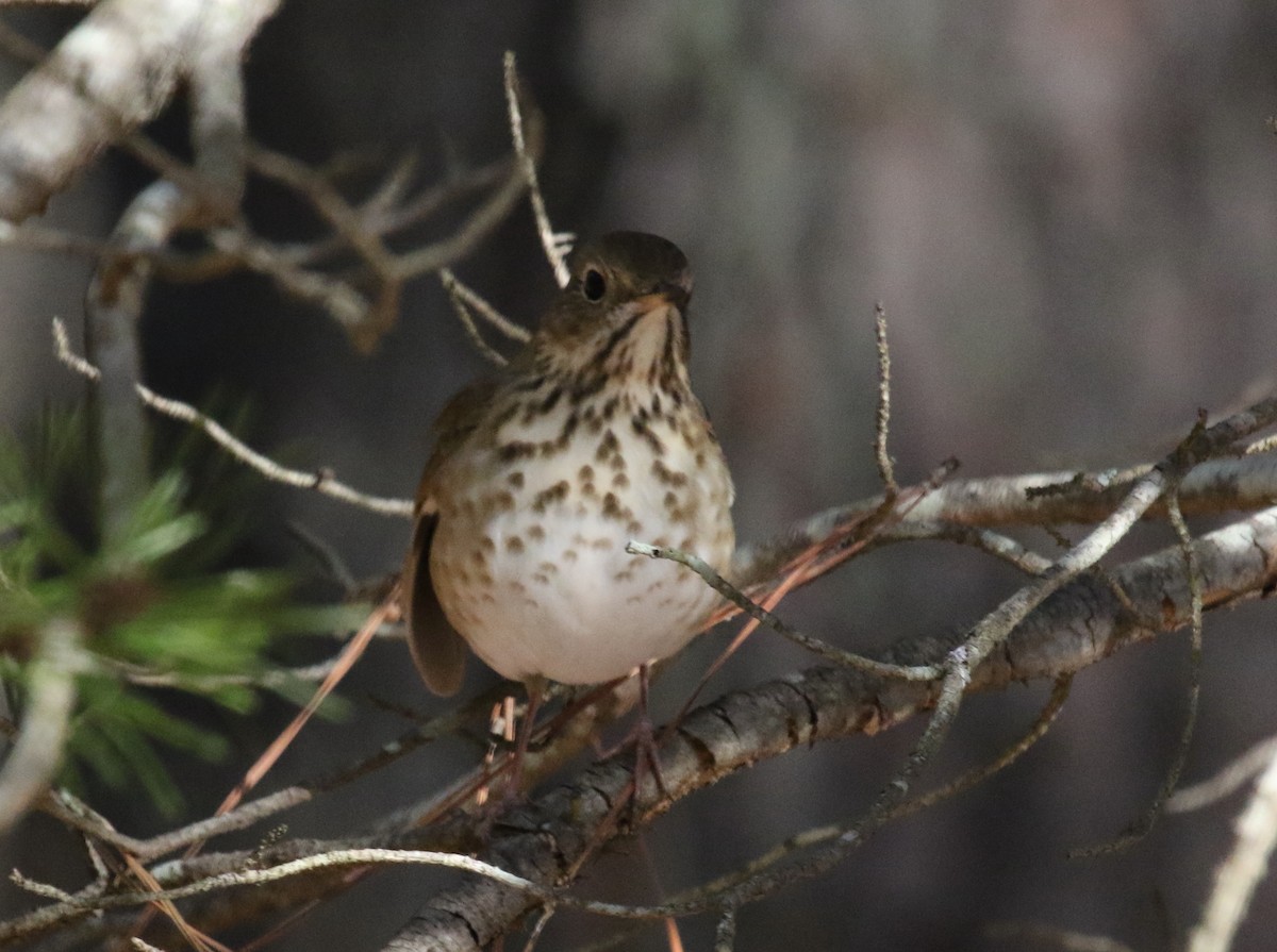 Hermit Thrush - Jeffrey Blalock