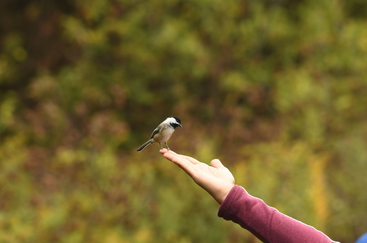 Black-capped Chickadee - Vinay Prakatoor