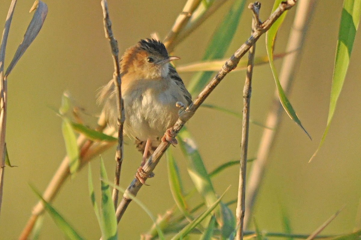 Golden-headed Cisticola - ML518168501