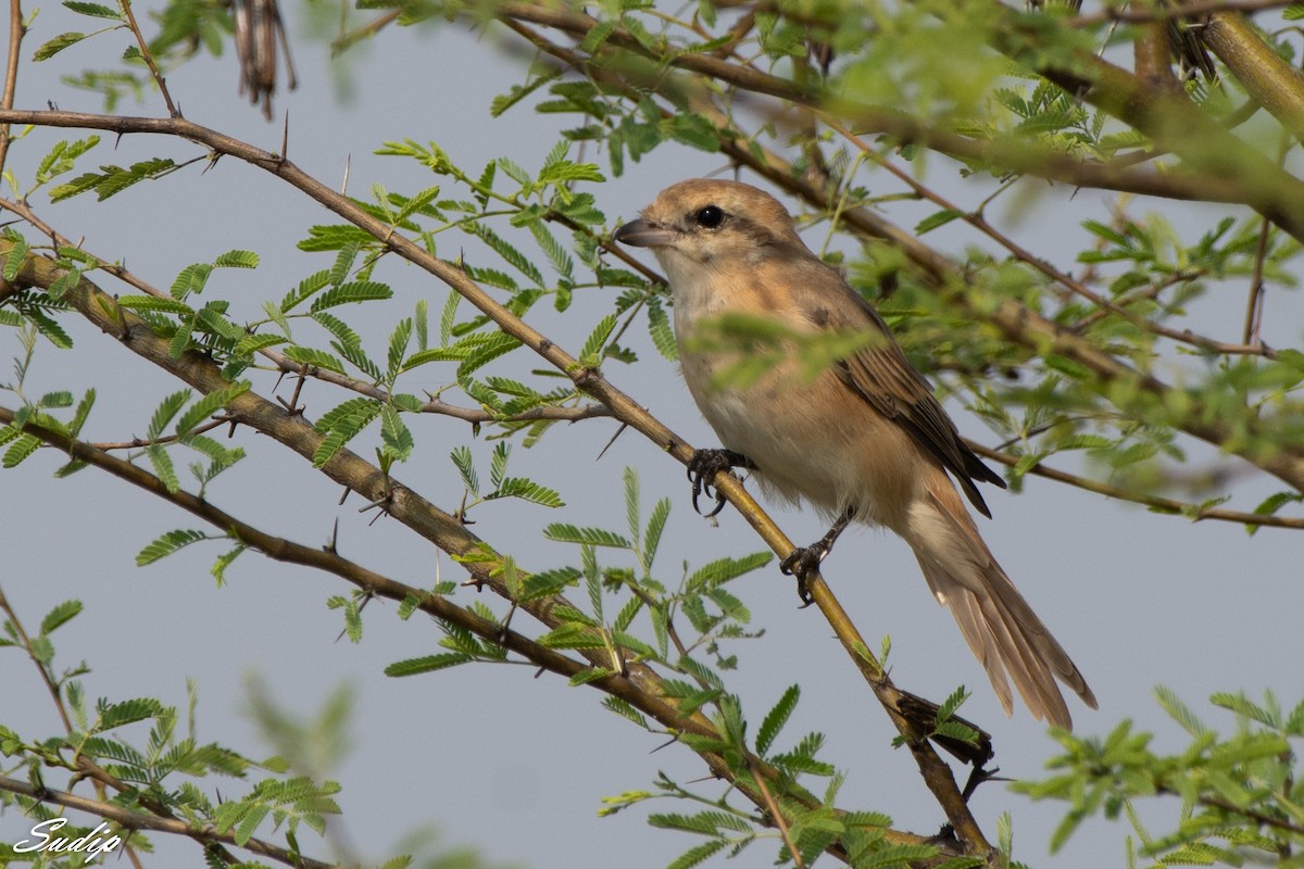 Isabelline Shrike - ML518168651