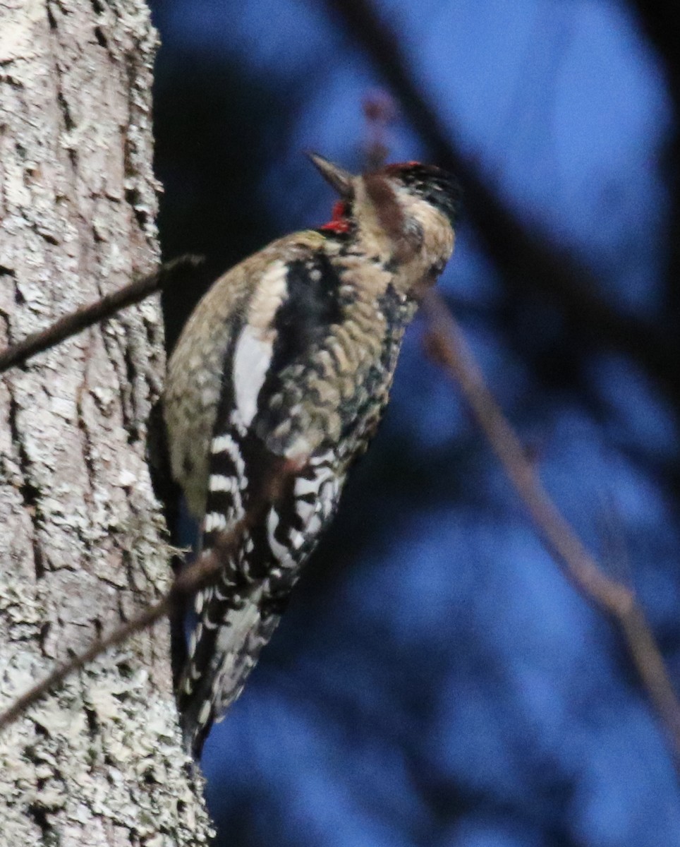 Yellow-bellied Sapsucker - ML518169061