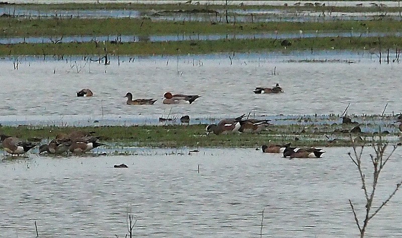 Eurasian Wigeon - ML51816951