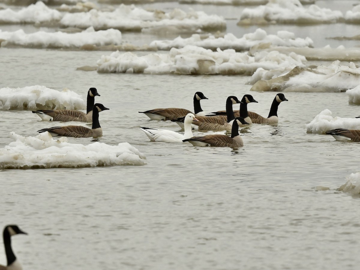 Snow Goose - Bill Massaro
