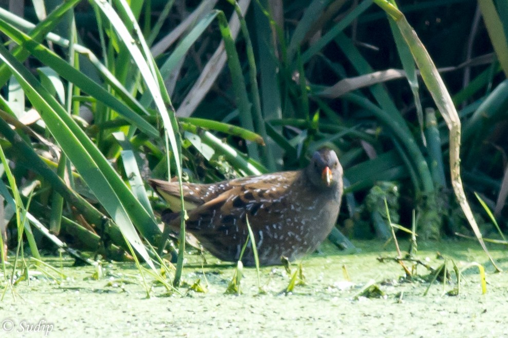 Spotted Crake - ML518171831