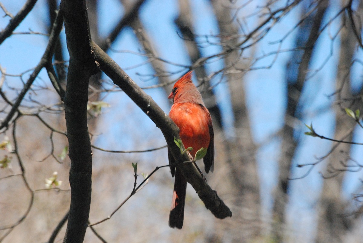 Cardinal rouge - ML51817341