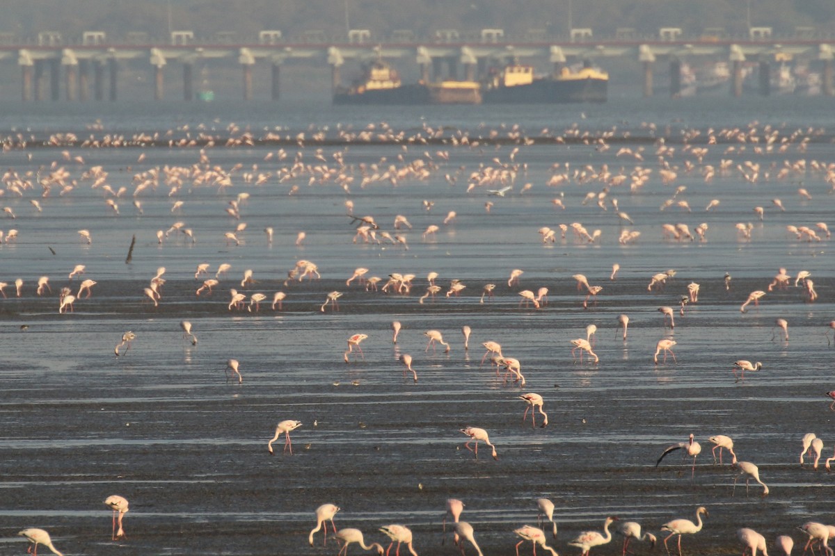 Greater Flamingo - ML518173611