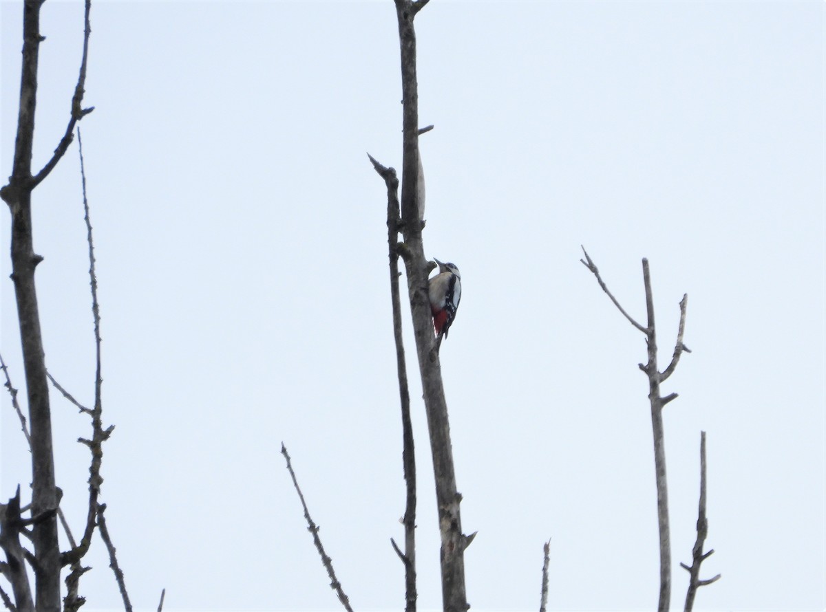 Great Spotted Woodpecker - ML518174371