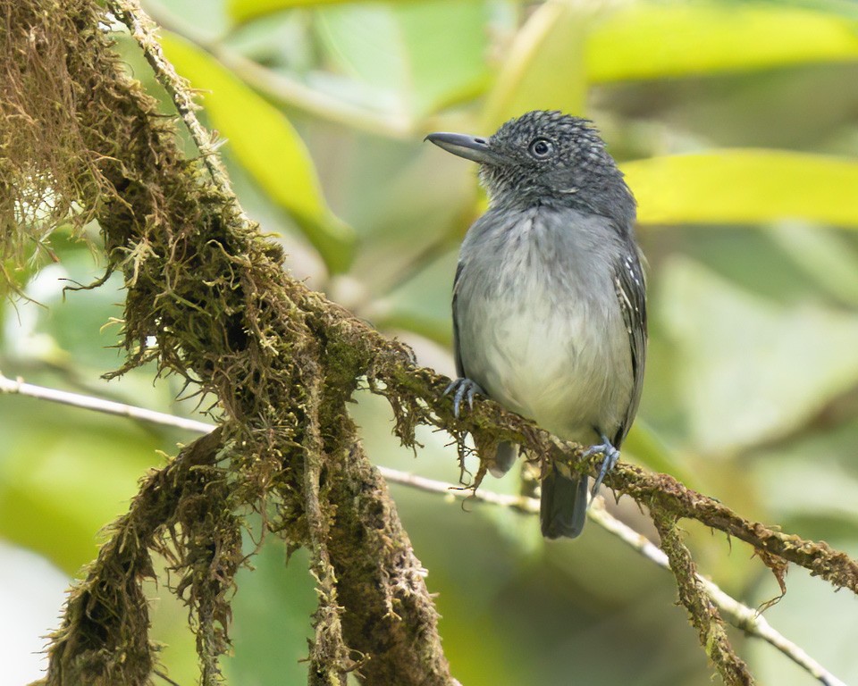 Spot-crowned Antvireo - ML518174571