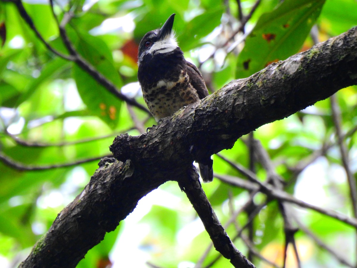 Sooty-capped Puffbird - ML518174971