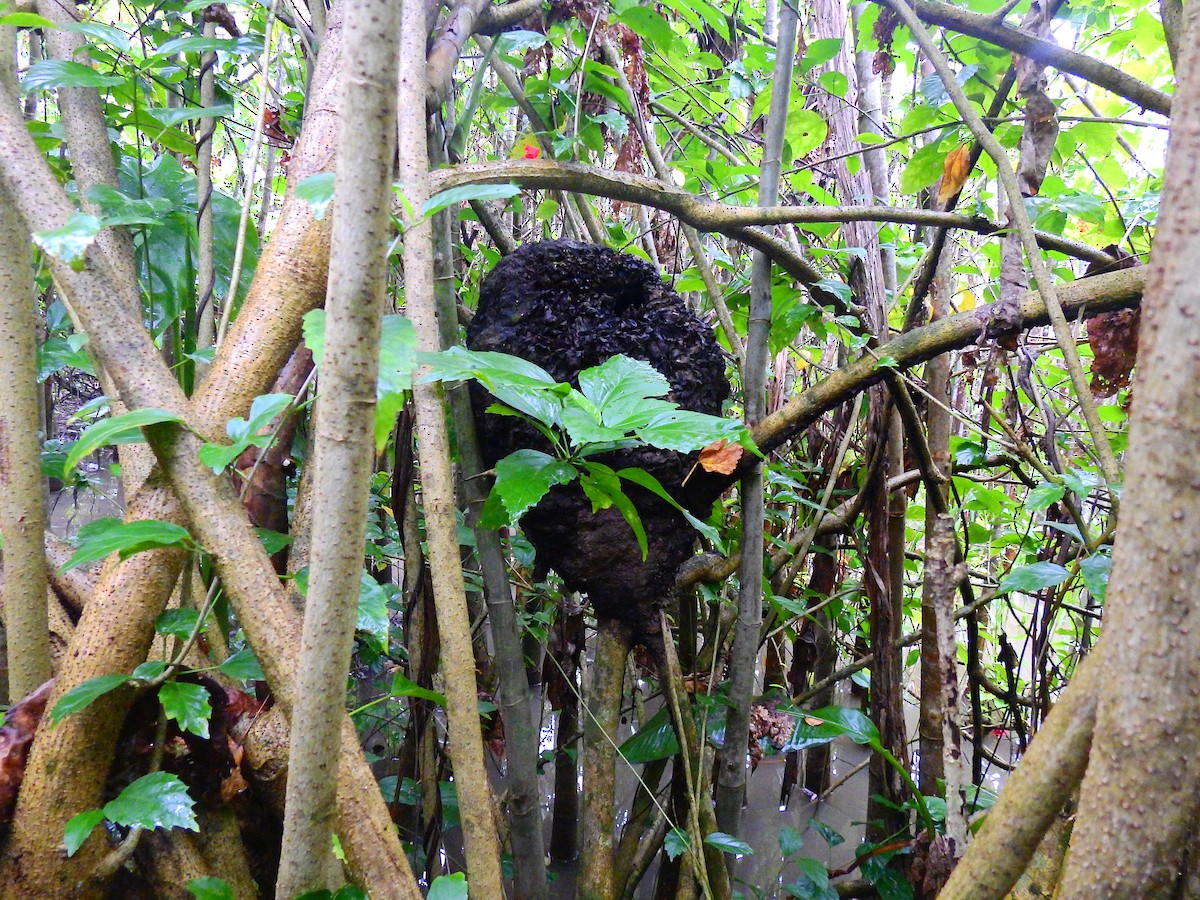 Sooty-capped Puffbird - ML518175161