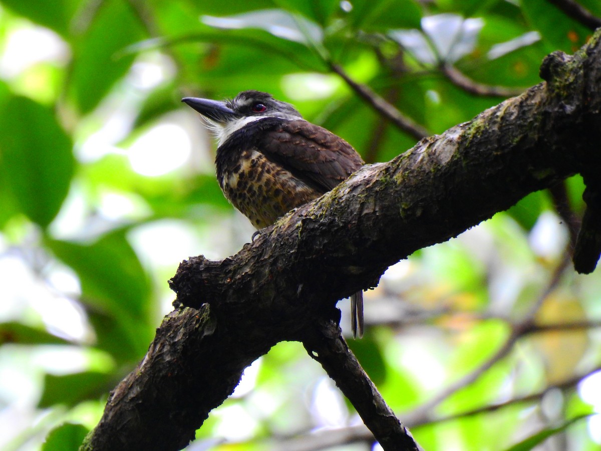 Sooty-capped Puffbird - ML518175281