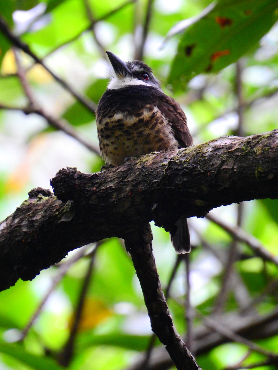 Sooty-capped Puffbird - ML518175401