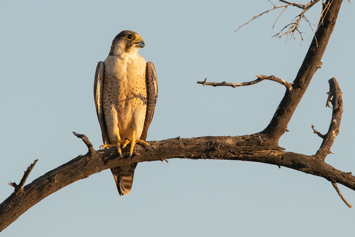 Peregrine Falcon (Barbary) - Frédéric Bacuez