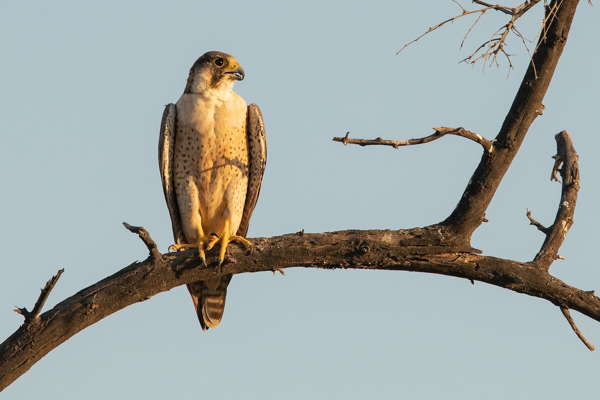 Halcón Peregrino (Halcón tagarote) - ML518175471