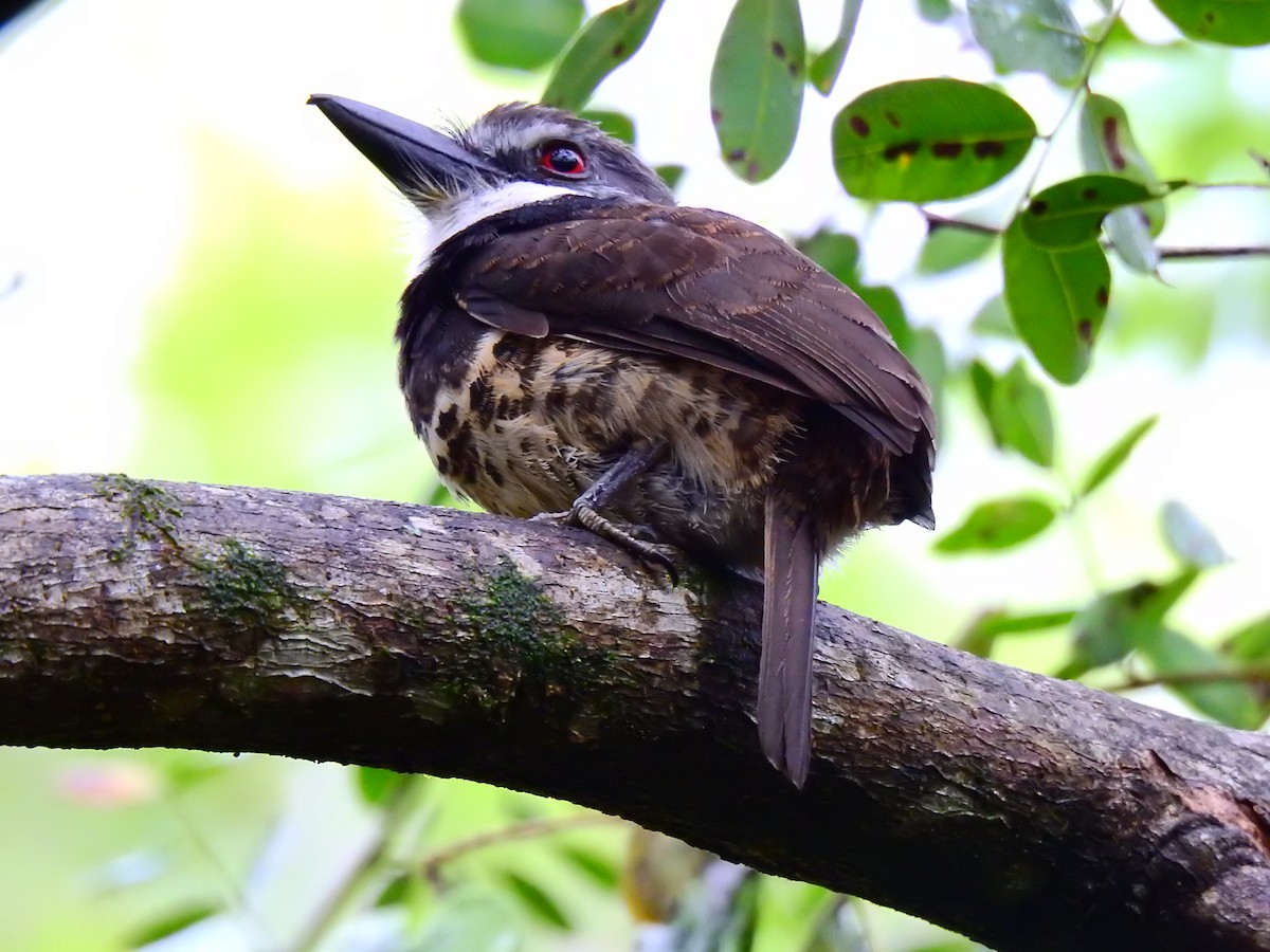 Sooty-capped Puffbird - ML518175501