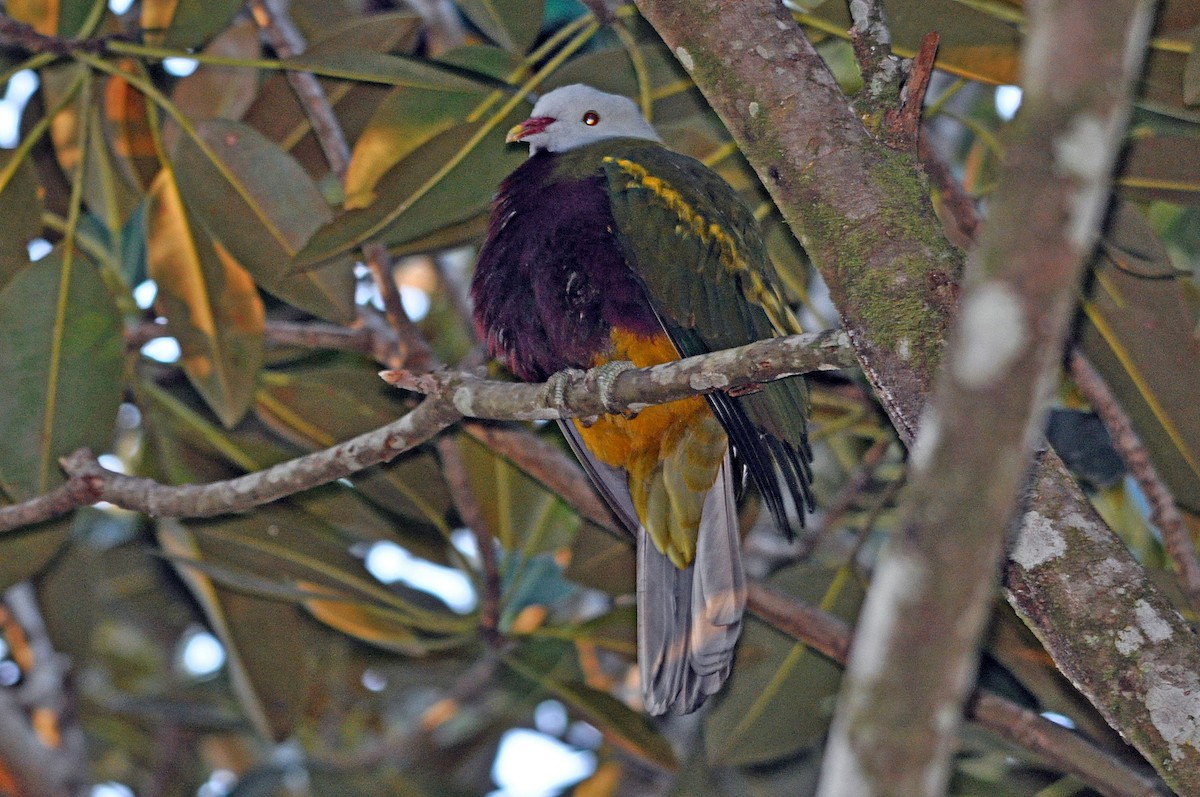 Wompoo Fruit-Dove - ML518175611