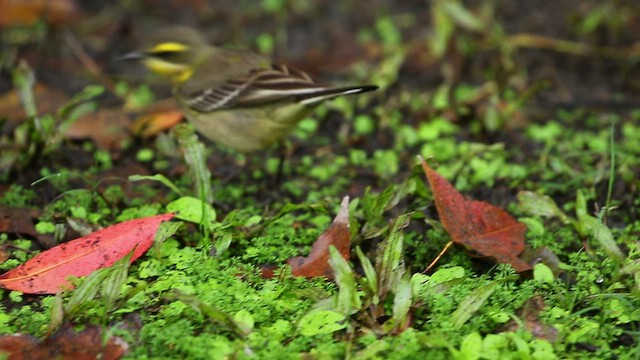 Eastern Yellow Wagtail (Green-headed) - ML518175621