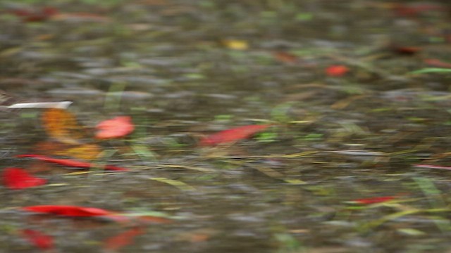 Eastern Yellow Wagtail (Green-headed) - ML518175631