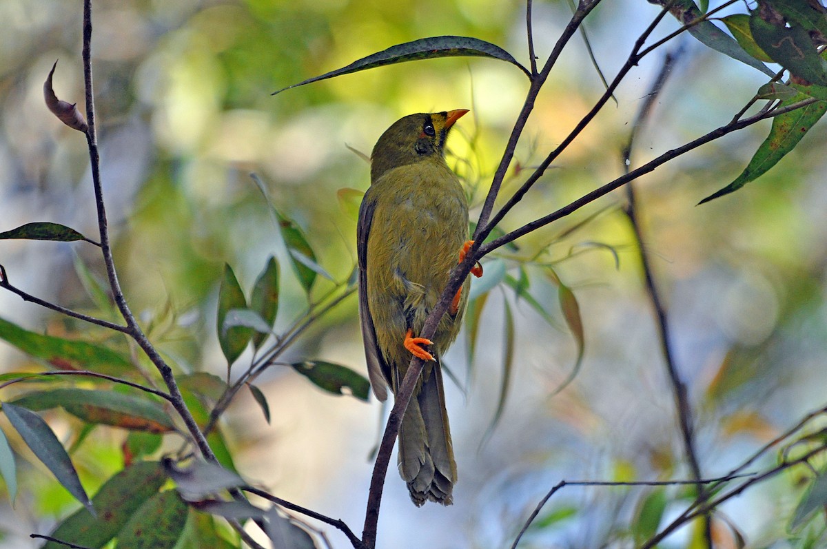 Bell Miner - ML518175741