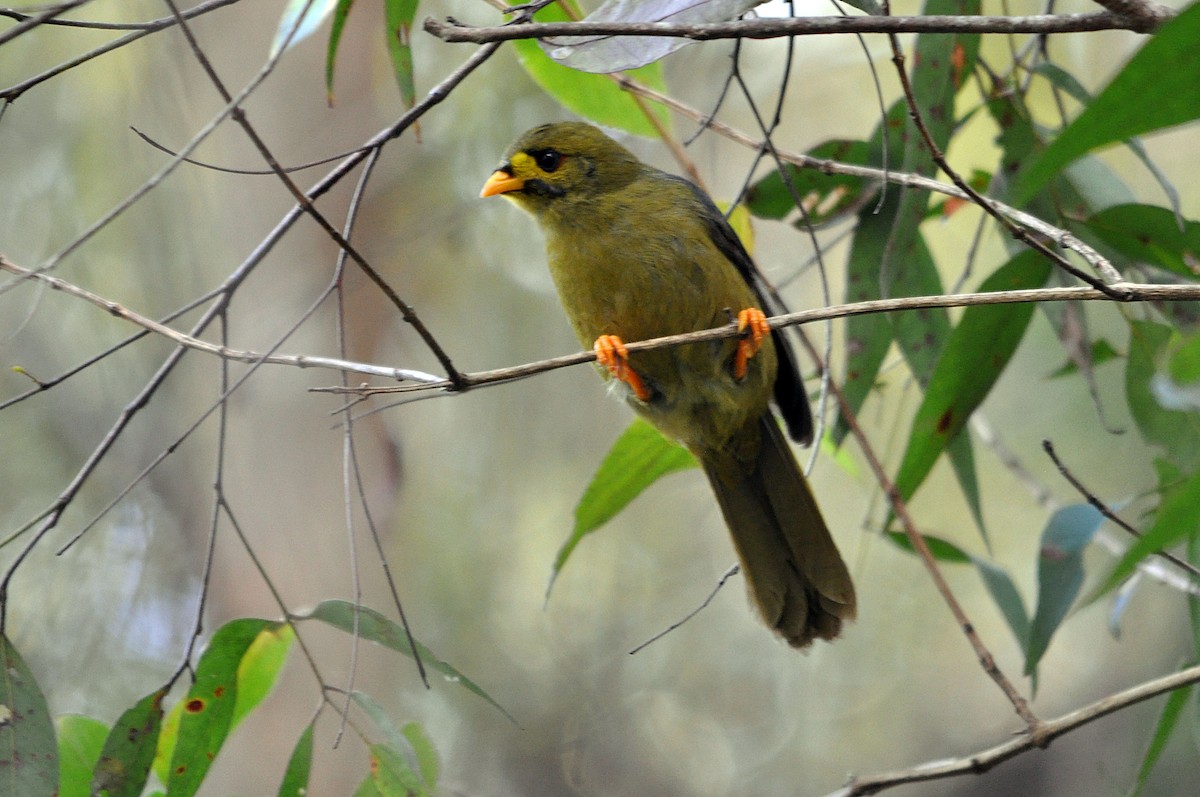 Bell Miner - ML518175751