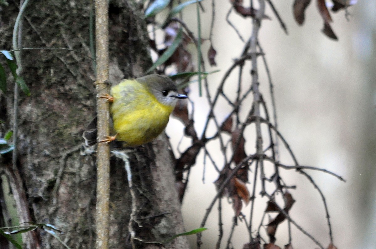 Pale-yellow Robin - ML518176141