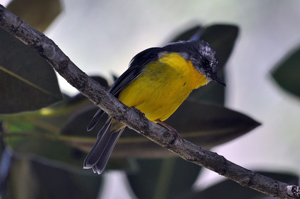 Eastern Yellow Robin - ML518176251