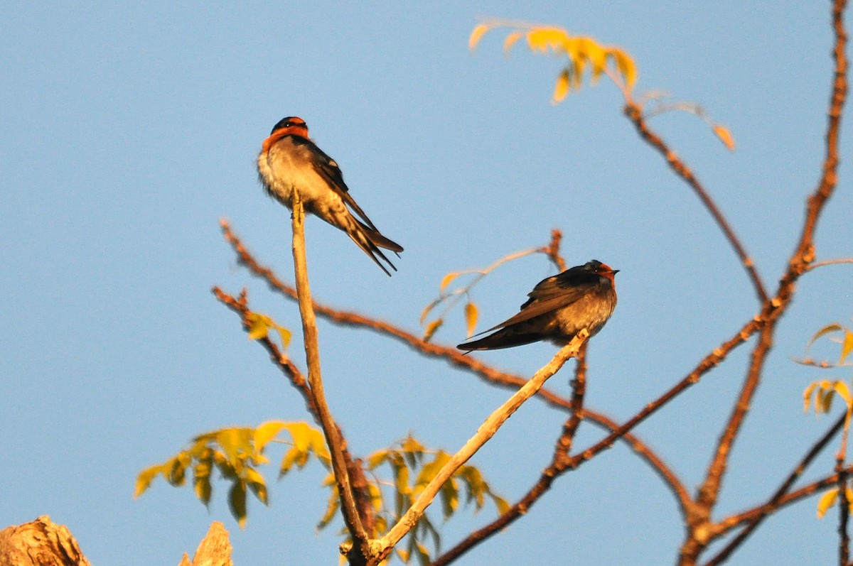 Hirondelle messagère - ML518176331