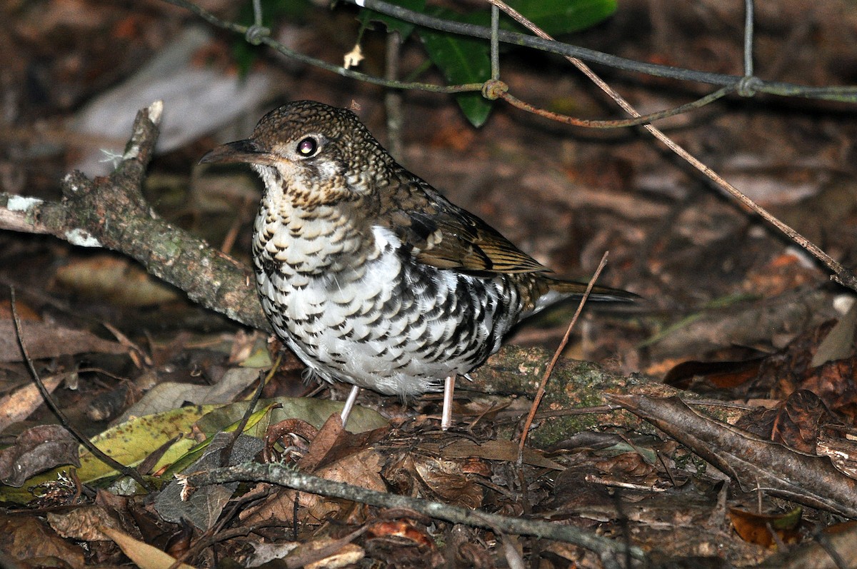 Russet-tailed Thrush - ML518176361