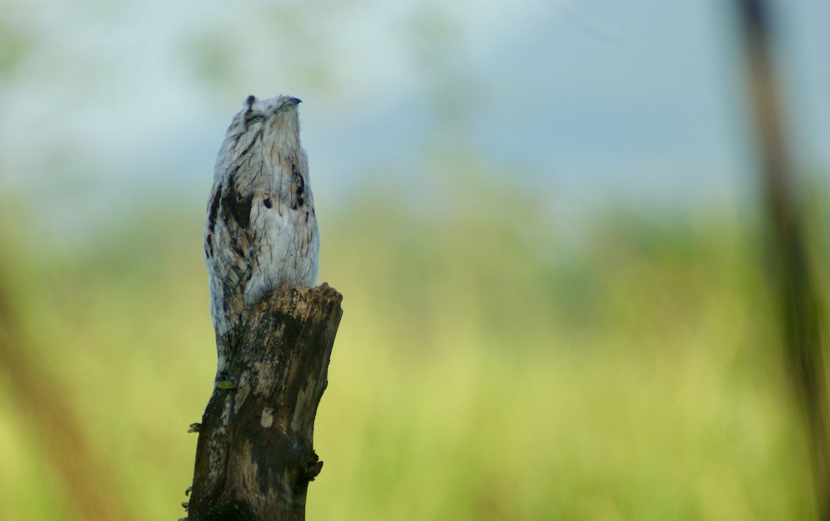 Common Potoo - ML518177121