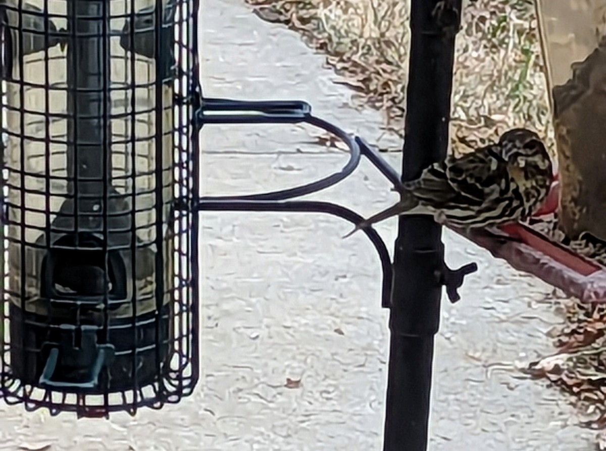 Purple Finch - ML518177131