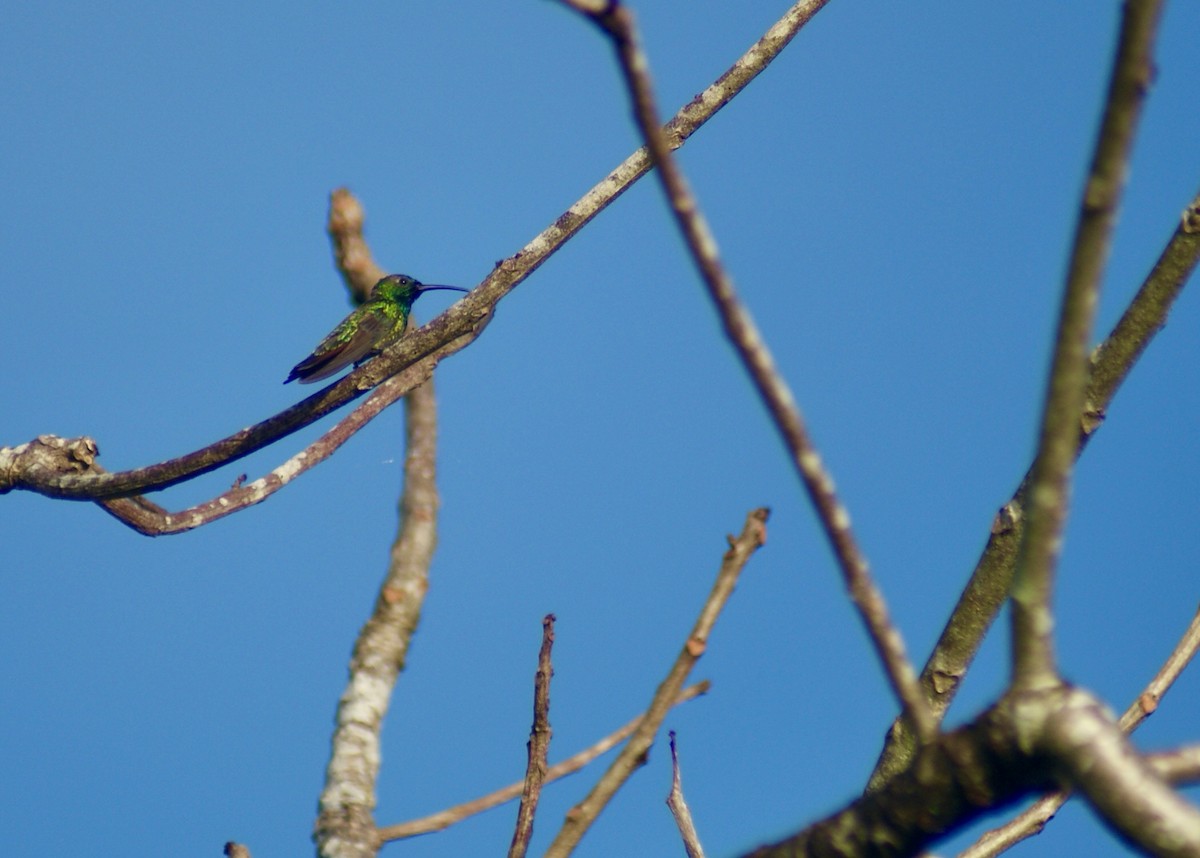 Sapphire-throated Hummingbird - ML518177161