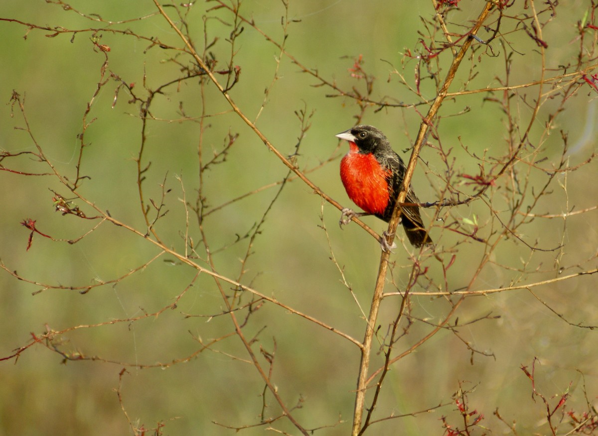 Red-breasted Meadowlark - ML518177561