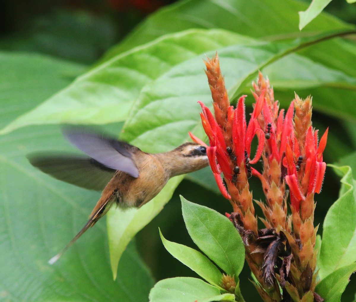 Stripe-throated Hermit - Jorge Montejo