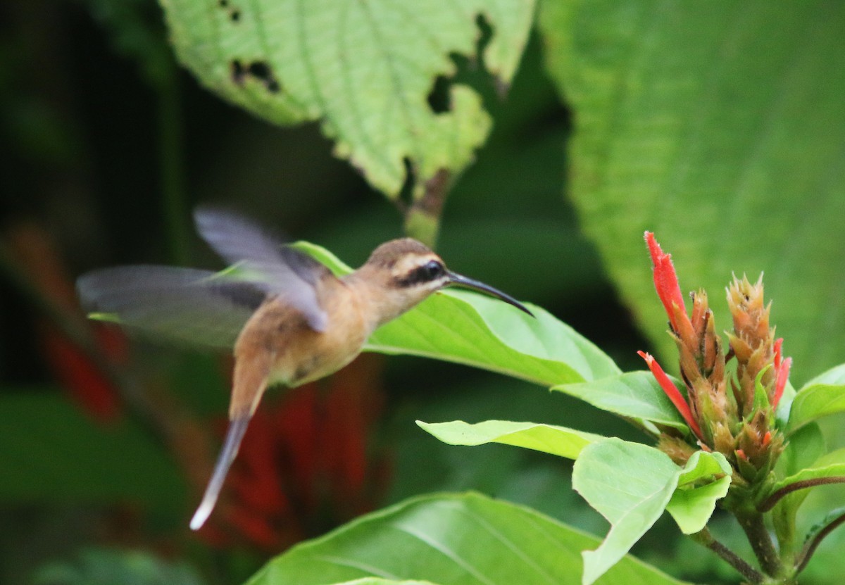kolibřík proužkohrdlý - ML518177781