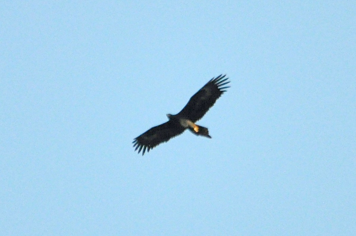 Águila Audaz - ML518178631