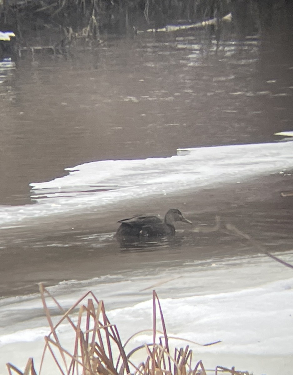 Canard noir - ML518178791