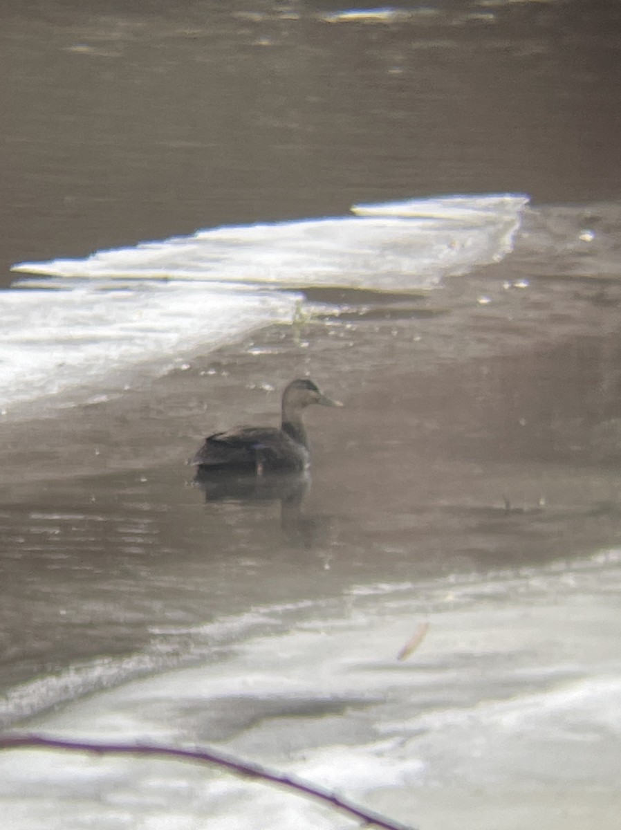 Canard noir - ML518178811