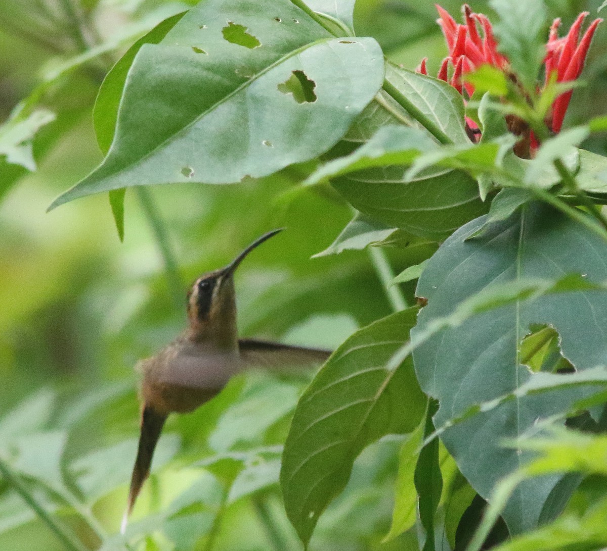 Stripe-throated Hermit - ML518179371