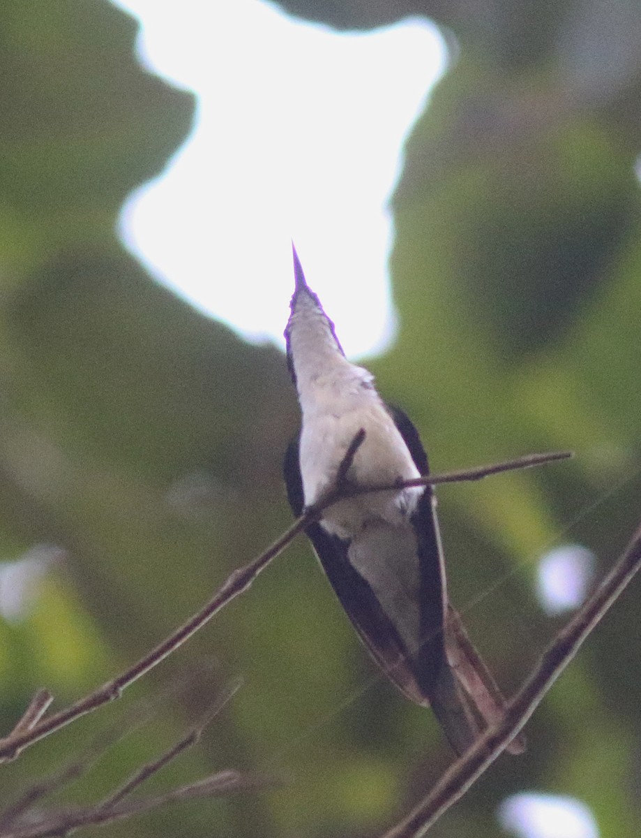 Colibri féérique - ML518179481