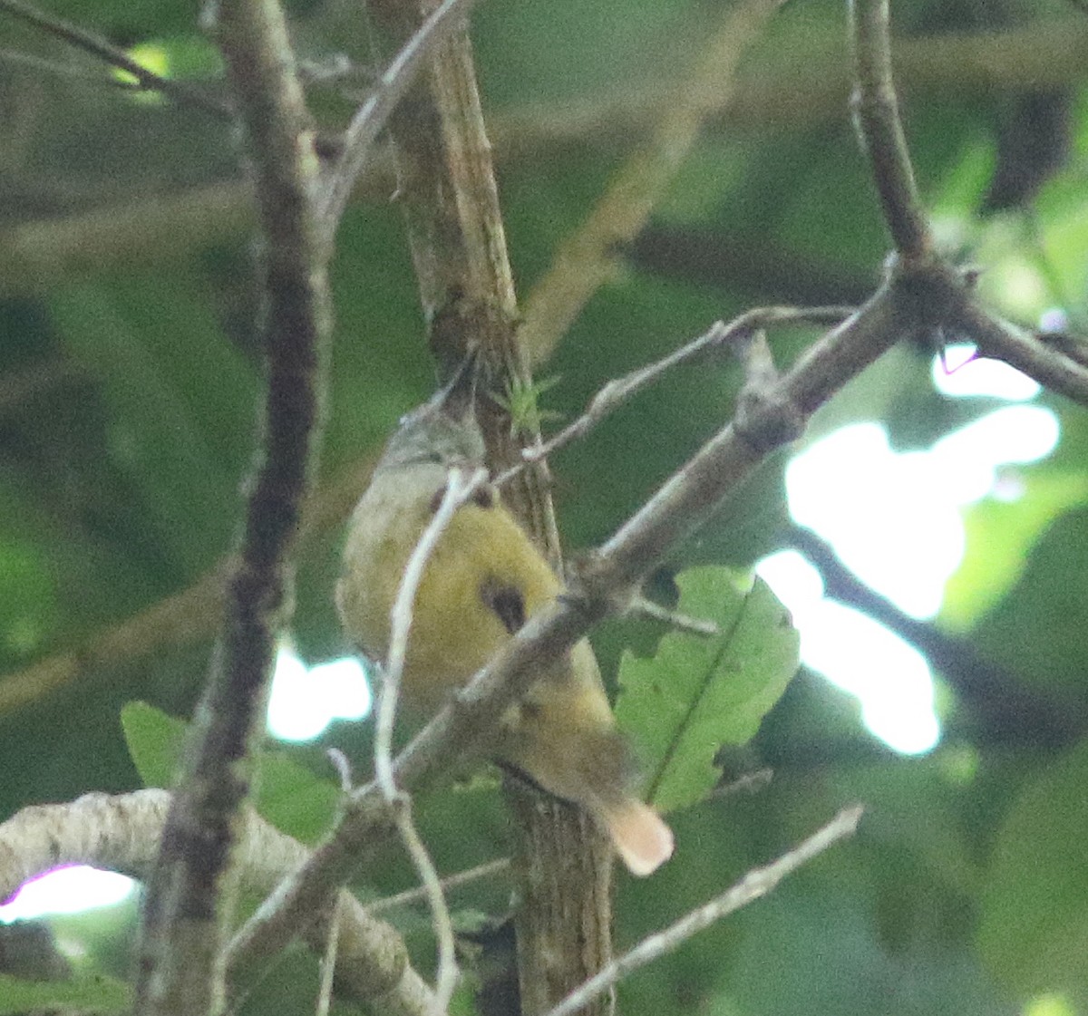 Plain Antvireo - ML518179511