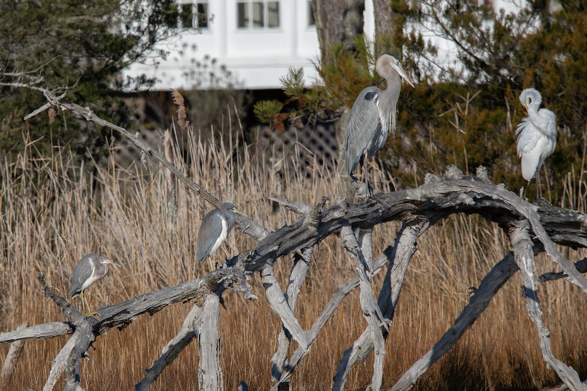 Tricolored Heron - ML518180431