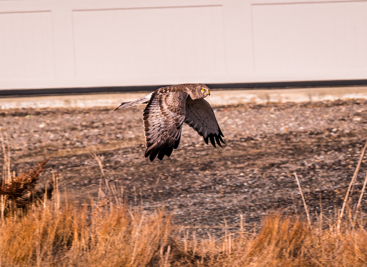 Northern Harrier - Ed St germain