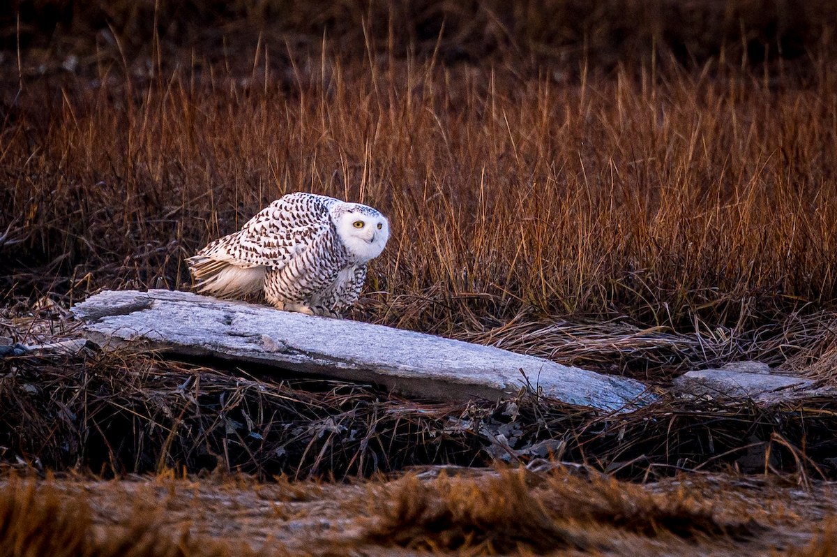 Snowy Owl - Ed St germain