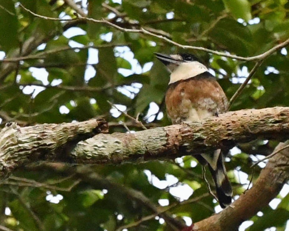 Brown-banded Puffbird - ML518181221