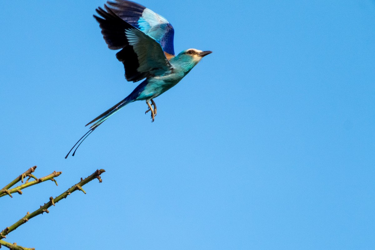 Abyssinian Roller - ML518181581